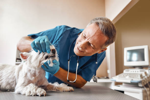 Best Emergency Dental Care for Sports Injuries in Glenwood, IA